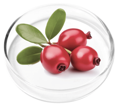 Bearberry (uva-ursi), a FemiCore ingredient