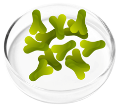 Lactobacillus acidophilus, a probiotic strain in FemiCore
