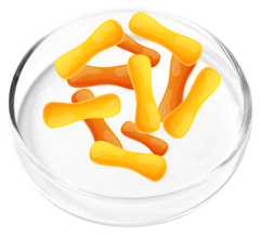 Lactobacillus casei, a probiotic strain in FemiCore