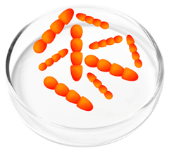 Lactobacillus crispatus, a probiotic strain in FemiCore