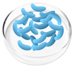 Lactobacillus gasseri, a probiotic strain in FemiCore