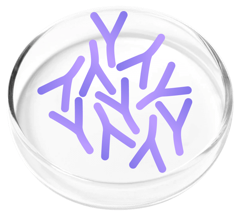Lactobacillus plantarum, a probiotic strain in FemiCore