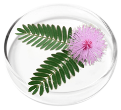 Mimosa pudica, a FemiCore ingredient