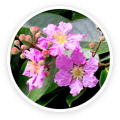 Banaba flowers and leaves, source of the corosolic acid in LeanBliss