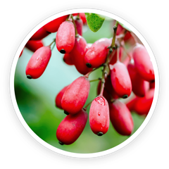 Barberry berries, a botanical source of the berberine in LeanBliss