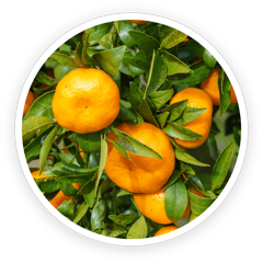 Sweet oranges on the tree, the Citrus sinensis used in LeanBliss