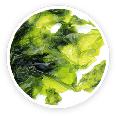 Laminaria japonica seaweed, source of the fucoxanthin in LeanBliss