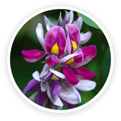 Kudzu flowers, source of the kudzu flower extract in LeanBliss