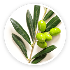 Olive branch with leaves and olives, source of the oleuropein in LeanBliss