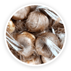 Saffron crocus bulbs, source of the saffron bulb extract in LeanBliss